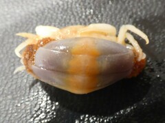 Pinnotheres hickmani