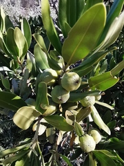 Hyaenanche globosa