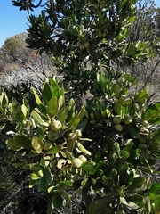 Hyaenanche globosa