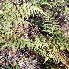 Pteridium esculentum