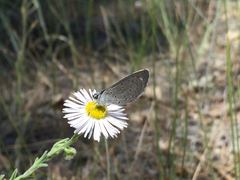 Celastrina echo cinerea