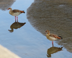 Alopochen aegyptiaca