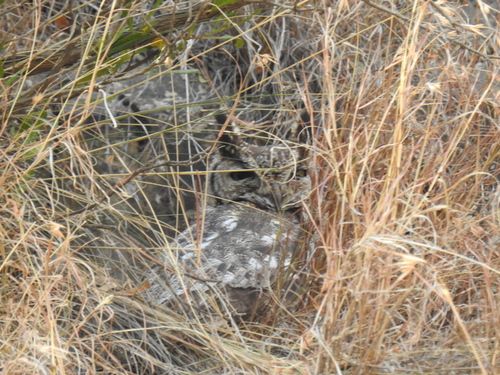 Arabian Eagle-Owl (Bubo milesi), photo 4