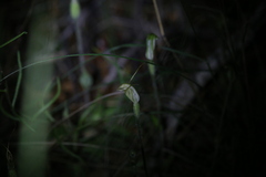 Pterostylis setulosa
