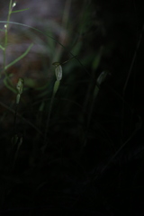 Pterostylis setulosa