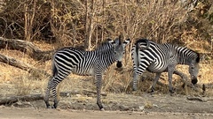 Equus quagga crawshayi
