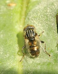 Eristalinus aeneus
