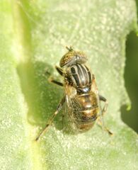Eristalinus aeneus