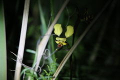 Diuris hazeliae