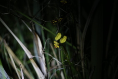 Diuris hazeliae
