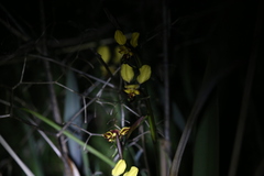 Diuris hazeliae
