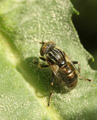 Eristalinus aeneus