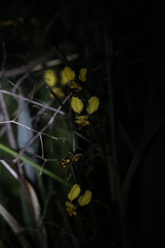 Image of Diuris hazeliae by (c) Hugo Innes, some rights reserved (CC BY)