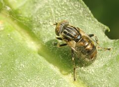 Eristalinus aeneus
