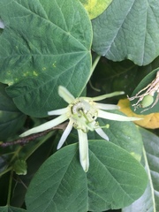 Passiflora pavonis