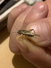 Eumodicogryllus bordigalensis