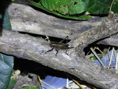 Hexacentrus fuscipes