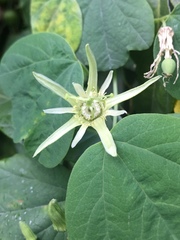 Passiflora pavonis