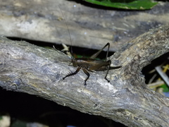 Hexacentrus fuscipes