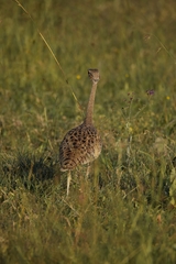 Lissotis melanogaster