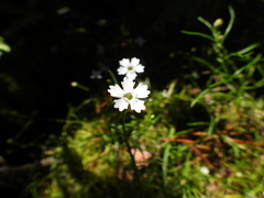 Heliosperma pusillum