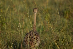 Lissotis melanogaster