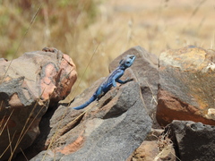 Acanthocercus yemensis