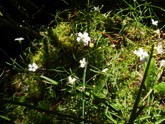 Heliosperma pusillum