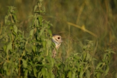 Lissotis melanogaster