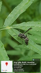 Apodynerus formosensis