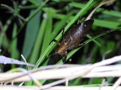 Hexacentrus fuscipes