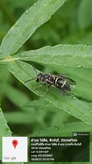 Apodynerus formosensis