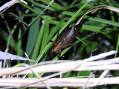 Hexacentrus fuscipes