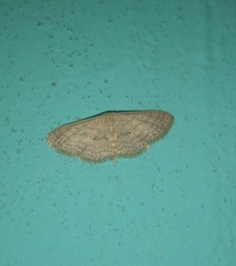 Scopula minorata