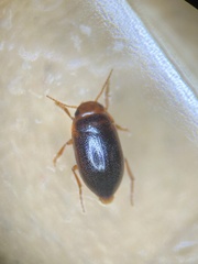 Hydroporus uenoi