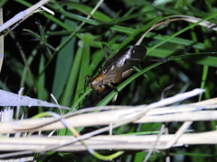 Hexacentrus fuscipes