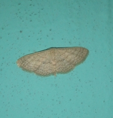 Scopula minorata