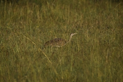 Lissotis melanogaster