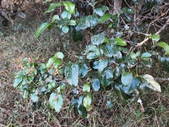 Cryptocarya natalensis