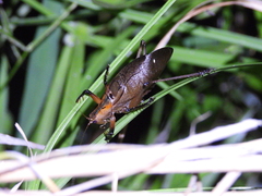 Hexacentrus fuscipes