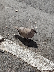 Streptopelia decaocto