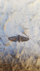 Eupithecia pusillata