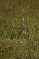 Lissotis melanogaster