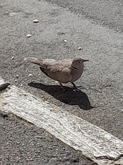 Streptopelia decaocto