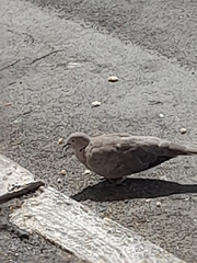 Streptopelia decaocto