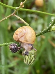 Cepaea hortensis