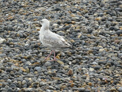 Larus argentatus argentatus