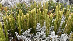 Spinulum annotinum alpestre