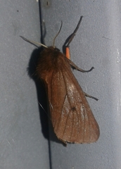 Phragmatobia amurensis