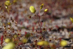 Drosera zigzagia